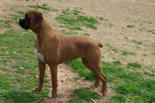 ESTE ES MI PERRO TAZ ESMUY JUGUETON Y LO MEJOR ES MUY FIEL A SU FAMILIA ESTE ES MI PERRO TAZ ESMUY JUGUETON Y LO MEJOR ES MUY FIEL A SU FAMILIA